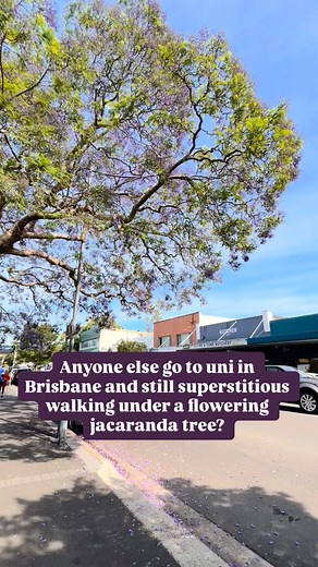 It’s been over 30 years since I was at uni and today when a jacaranda flower fell on me as I walked under this tree I still had a mild panic! #iykyk #brisbanegirl #jacarandaflowers #superstition | Arabesque Springwood