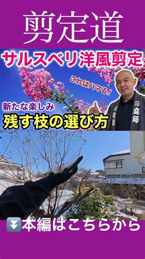 [I want to make it smaller!!] Pruning a smoke tree - You can reset the size and height #GardenTre...