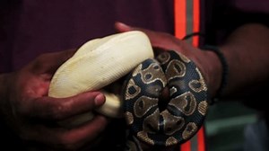 阿曼双手拿蟒蛇的特写。 库存影片视频（100% 免版税）3677328187 | Shutterstock