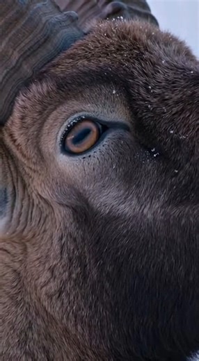 Un bice macho escala una pared de hielo vertical | BeastVision