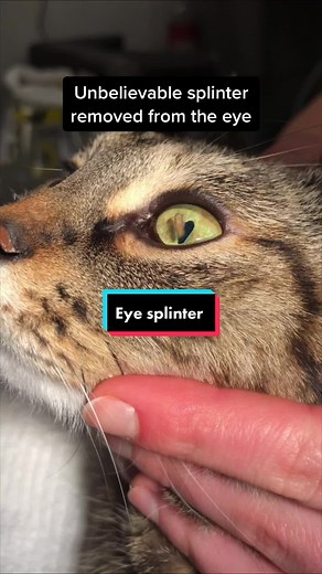 Incredible splinter removed from the eye 👁 These cases are very rare and obviously require heavy sedation for safe and comfortable removal. If you looked carefully you would have noticed her left pupil is much smaller than her right - the muscles of the inside of eye contract when the eye is painful, resulting in a unilateral pinpoint pupil. Patient went home an hour after removal and is doing great. Will see back this Saturday for recheck 👁#veterinariansoftiktok #veterinarymedicine #surgery #