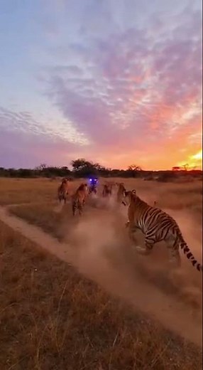 The Chase Game: When the Tigers' Opponent is a Flashing Hyena