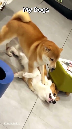 Normal Dogs vs. My Dog: The Struggle is Real! 😂 #FunnyTails #Shorts