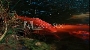 Colored varieties of Amur carp (Cyprinus rubrofuscus) swimming arround in a nature pond. cold water fish for decorative purposes outdoor koi ponds or natual water gardens. Japanese Tradition
