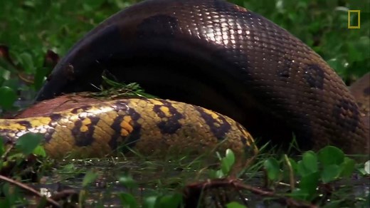 7.2M views · 226K reactions | L'anaconda est le plus grand serpent au monde. Il est capable d'avaler des proies aux dimensions impressionnantes. | Nat Geo Wild France | Facebook