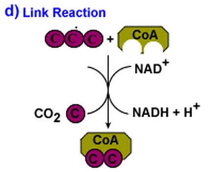 The Preparatory Stage