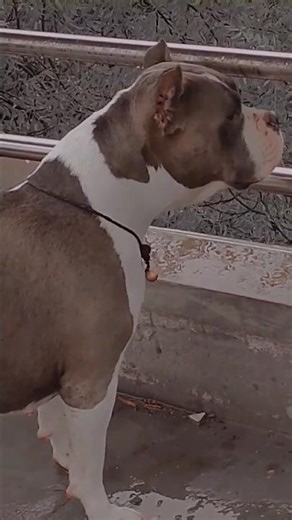 American bully active mood #trending #pitbull #feedshorts #americanbully #amanandbully #shortsfeed