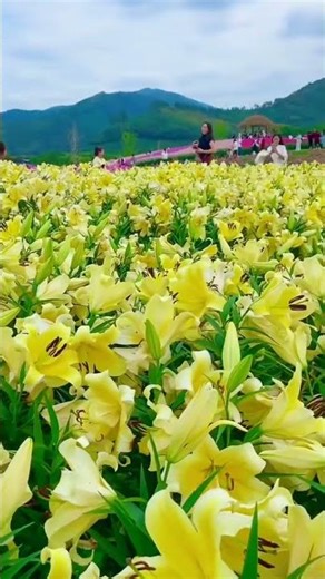 Most Beautiful Flowers You have Never Seen Before! 4k Nature Shorts