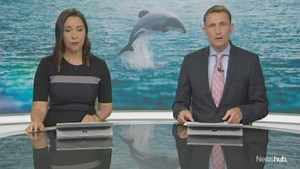 Watch: They're one of the world's rarest dolphins - and they call New Zealand home.