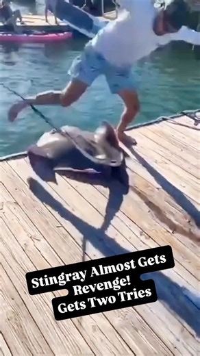 Fishing Piers on Instagram: "Stingray almost gets revenge! Who all is rooting for stingray? Did you know that the barbs on a stingray are lined with venom glands!! Stingrays look like they can't do any damage but on their tails is a barb that can be lethal. Stingrays do have venomous tips, but it’s more accurate to say they have venomous barbed spines on their tails rather than “poison tips.” Here’s how it works: The Spine (Stinger): Most stingrays have one or more sharp, flat spines (called der