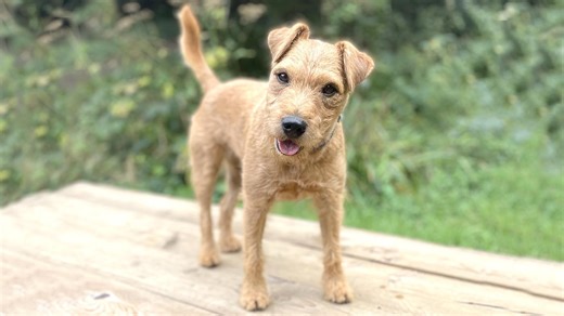 Learn more about the bold and confident Lakeland Terrier