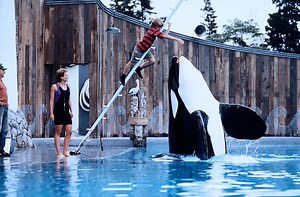 Free Willy – Ruf der Freiheit: Trailer & Kritik zum Film - TV TODAY