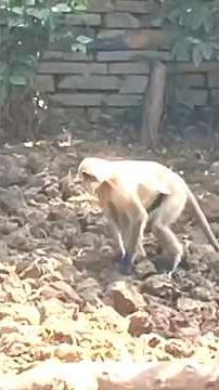 Japanese Macaque – बर्फ का असली Snow Monkey 🐒❄️ | Short Wildlife Documentary #wildlife #mankey #duet