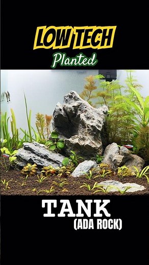 Low Tech Planted Tank (ADA ROCK) #aquariumaquascape #aquarium #fish #lowtechtank #viral