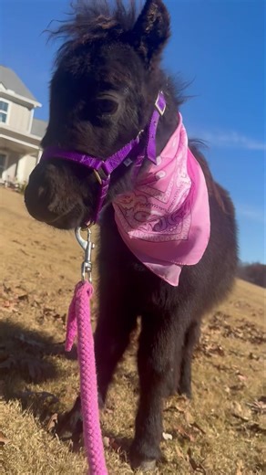 STOCKING STUFFER ALERT ‼️ 📍 Waleska, Georgia The Bryan Family Farm is proud to offer Miss Midnight. She is absolutely the smallest little girl and loves the attention all the time. For sure a Princess. 👑 She is ready for any Christmas Stocking or under the tree. PM us for more information. ℹ️ Delivery Guaranteed by Christmas. 🎄 “Your MINI Animal HEADQUARTERS” | The Bryan Family Farm