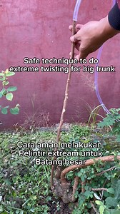 114K views · 663 reactions | Not broken or injured, Safe way to do extreme twisting for big trunk. #fblifestyle #bonsai #bonsaiwork #bonsaitree #bonsailovers #bonsaiart #bonsaiartist #garden #gardening #bonsaiinspiration #bonsaimania #bonsaiworld #bonsaiindonesia | Herman Key | Facebook