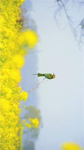 The Indian Green bee-beeter | Bird | Nikon D7500 | #wildlife #birds #shorts