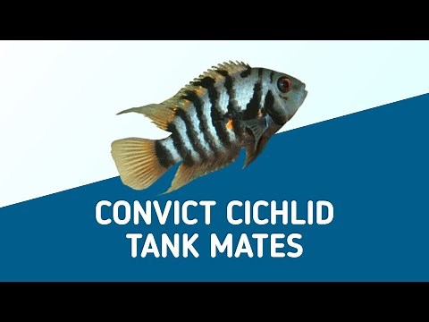 CONVICT CICHLID TANK MATES