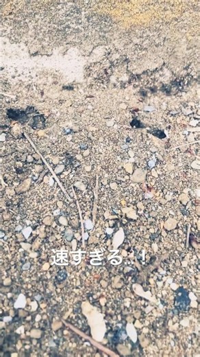 速すぎる...小さな蟻の高速仕事術🐜