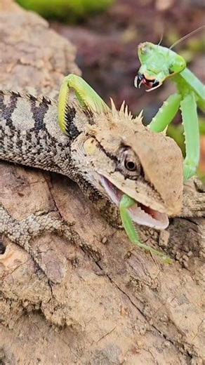 Epic Wild Battle: Praying Mantis Takes On a Lizard