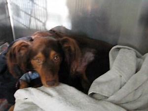 Flail chest in a dog