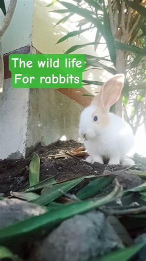 the wild life for rabbits 👀 #rabbit #pets