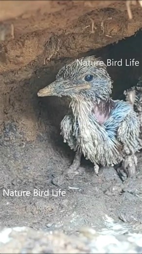 114K views · 1.4K reactions | Nature Bird Life, review mother bird, baby birds, little birds, bird nest life #birdlovers #babybird #relax #holidays #birdsofinstagram #birdsounds #littlebird #bird #birdlife #nature #babybird #naturelover #birdwatching #motherbird #wildlife #viralvideo #reviewbirdnest #birdphotography #birdnest #lifewithbirds | Nature Bird Life | Facebook
