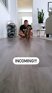 11K views · 168 reactions | Is there anything better than a dog running in slow-mo!?  (kipperthecavapoo on IG) | Pets UK | Facebook