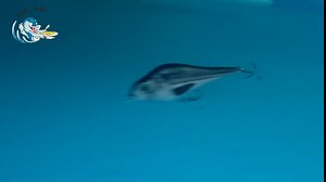 ods lure Jerkbait Rattling Fishing Bait Sinking Animated Fishing Lure for Freshwater Saltwater (3pcs/Pack)