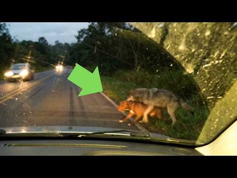 Wolf attacks pit bull and see what happened