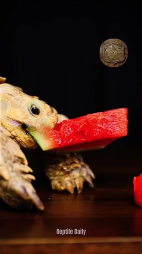 Turtle ASMR Mukbang Eating Watermelon #asmr #turtle #watermelon #eatingwatermelon #reptileasmr