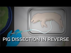 How Do Pigs Make It Onto the Dissection Tray? Pig Dissection in Reverse