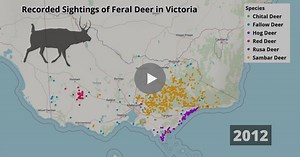 Watch the shocking spread of feral deer across Victoria