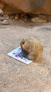 Zucchini is getting creative in preparation for World Coati Day this Wednesday!🎨 Join us at Lower Cat Canyon to celebrate these curious climbers! Tap into your own creativity by making a coati mask, grabbing a @koatiofficial coloring book, practicing coati behavioral skills like balance, scent detection, and more. Also, our keepers will provide our brown-nosed coati, Zucchini, with lots of enrichment on this special day that you won't want to miss! All activities are free with museum admission.