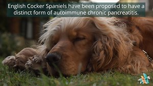 Pancreatitis is the most common exocrine pancreatic disease in both dogs and cats. There is a higher prevalence of pancreatitis in Miniature Schnauzers, Yorkshire Terriers, Cocker Spaniels, Dachshunds, Poodles, sled dogs, or other breeds. Learn more: https://mrkmnls.co/4mvzsUx | The Merck Manual for Pet Health