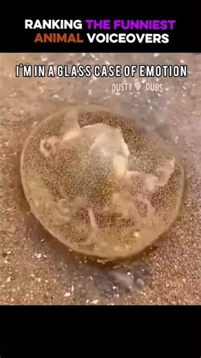 Ranking The Funniest Animal Voiceovers