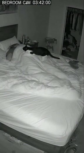 The mattress sinks… but no one is there. 👀