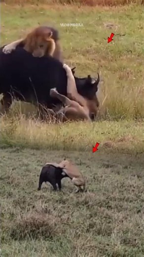 Oh my gosh, this fight between the lion and the buffalo is really scary #shorts #foryou #animals