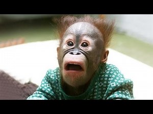 The Funniest Monkey Videos That Will Make You Laugh Hard 🐒😂