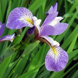 Iris Flower: Characteristics, Cultivation, Care and more ▷➡️ Postposmo