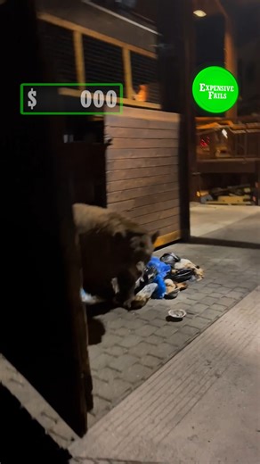 Crazy close animal encounters! 🫣😳 | FailArmy