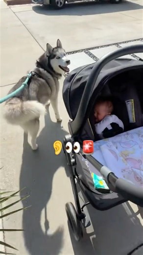 Husky Protects Baby's First Walk 🫡