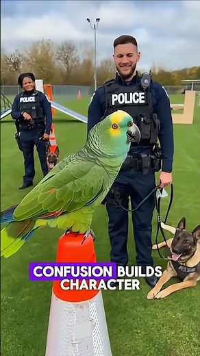 The Ultimate Roast Compilation Smart Parrot Vs Cop 60s #talkingparot #viral #nonstoptalkingparrot