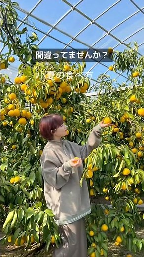 畑からそのままお届け🍊小夏の一番おいしい食べ方、教えます #白木果樹園 #小夏#小夏食べ方