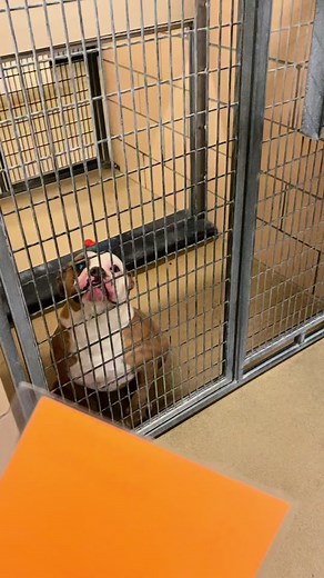 Flash back to my most viral videos. All dogs in these videos have been adopted!!