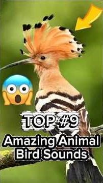 Amazing Weird Bird Sounds You Won’t Believe😳 #birds #shorts #birdsounds #petlover #animals