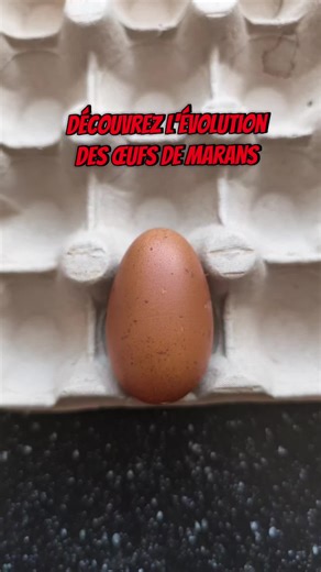 Évolution de la ponte des œufs de poules Marans