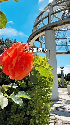 【横浜】八景島にある入場無料のバラ園が綺麗すぎる！5月中旬〜見頃🌹 #八景島シーパラダイス #丘の広場 #バラ園 #横浜 #横浜散歩 #八景島 #水族館