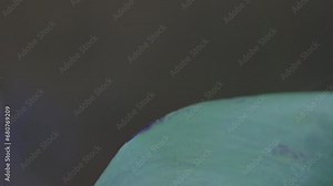 a rear view of a male blue dasher dragonfly resting on a leaf at singapore botanic gardens of singapore