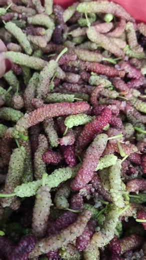 Himalayan long melberry #shortvideo Shehtoot benefits
